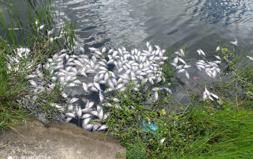 Santo Estêvão: Vários peixes aparecem mortos na Lagoa de Plínio