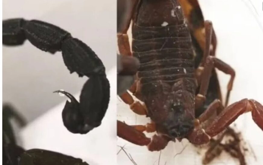 Nova espécie de escorpião que ‘pulveriza’ veneno é descoberta