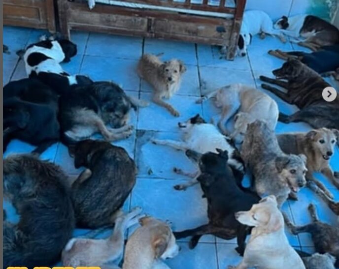Morte de protetora de animais deixa 400 cachorros sem abrigo, entre eles 35 paraplégicos
