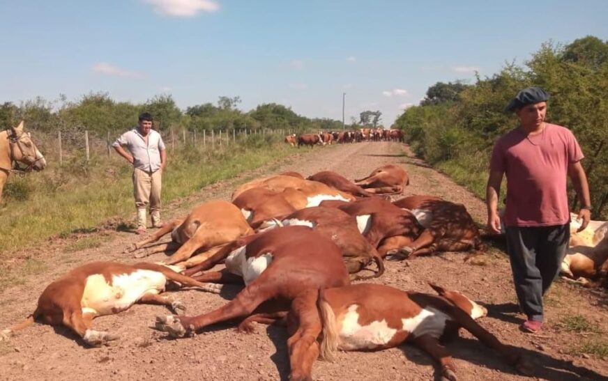 Vacas morrem eletrocutadas após queda de poste