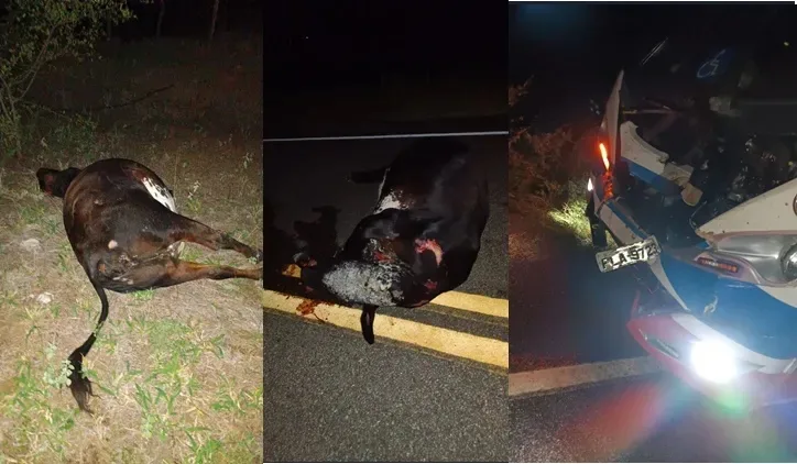 Micro-ônibus colide com vaca quando retornava de Policlínica