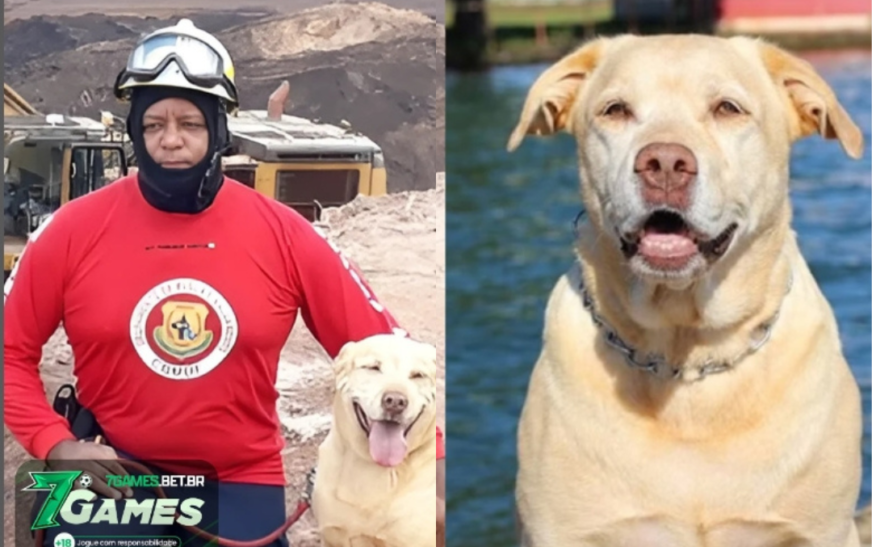 Thor, o labrador herói que atuou em operações de resgate em Brumadinho, morr* aos 12 anos