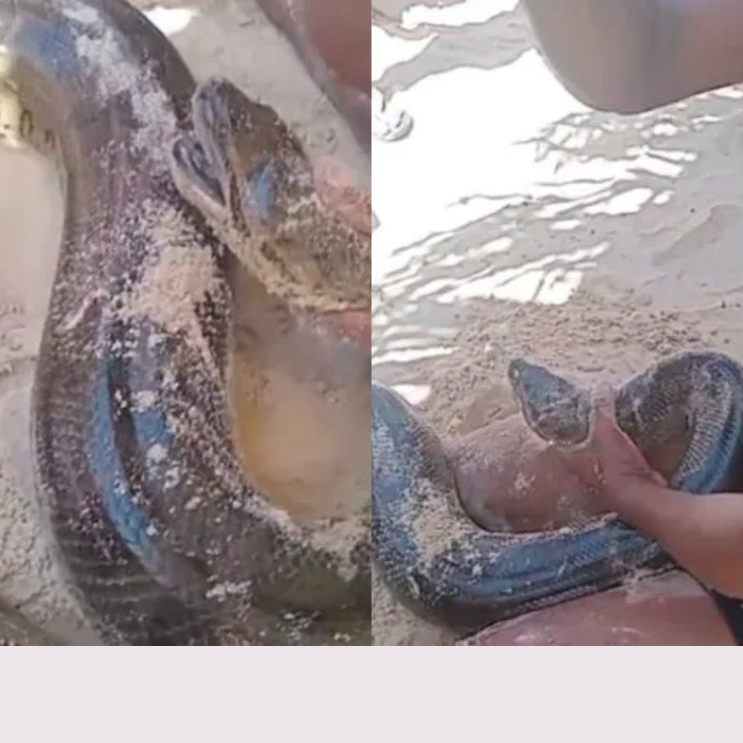 Sucuri de três metros de comprimento é resgatada por banhista em praia
