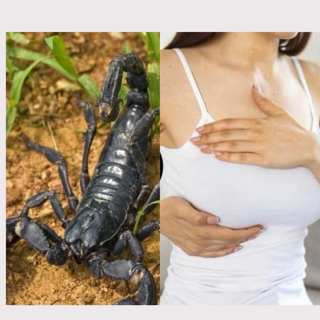 Veneno de Escorpião da Amazônia Pode Ajudar no Combate ao Câncer de Mama, Aponta Estudo da USP