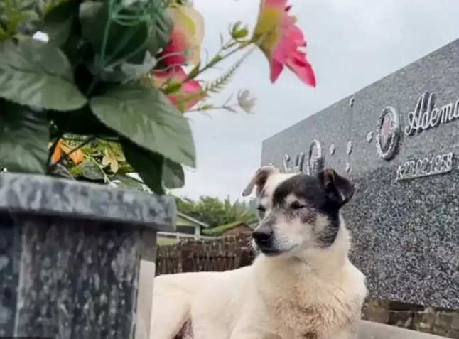 Branquinho, o cachorro de 15 anos, vai ao cemitério todos os dias para visitar  o túmulo do seu tutor que faleceu