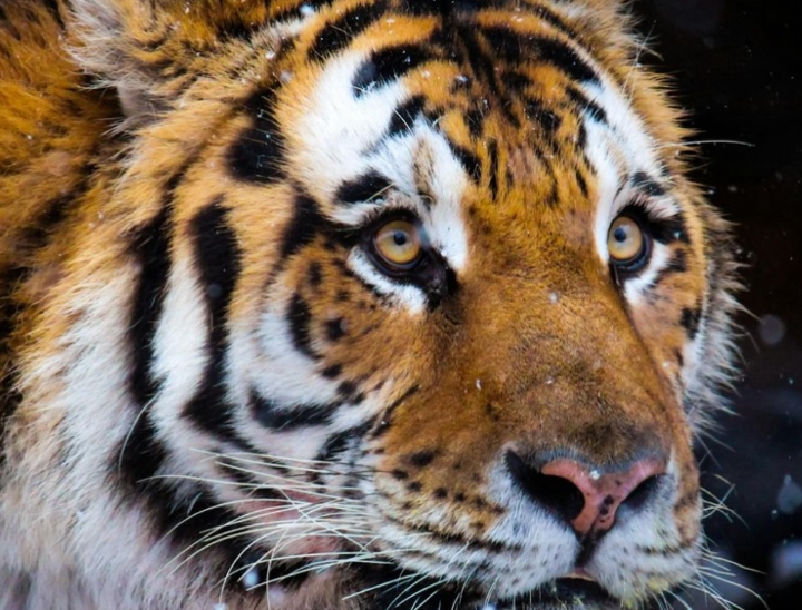 Doze horas após ser ferid*, um tigre rastreou e dev*rou o caçador que o feri*