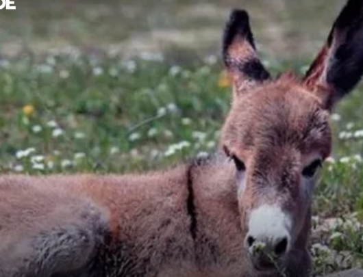 Bahia Pode Proibir Abate de Jumentos Após Mort* de 248 Mil Animais e Queda Populacional no Nordeste