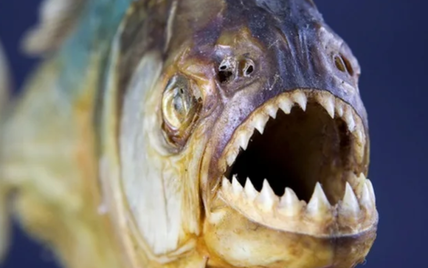 Criança de 9 anos tem dedos arrancados por piranha em Goiás