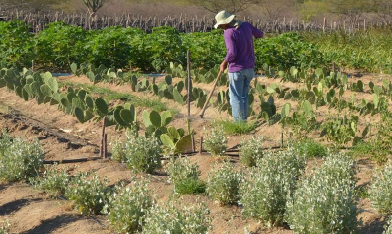 CMN reduz para R$ 200 mil o teto do Proagro, impactando acesso de agricultores ao programa