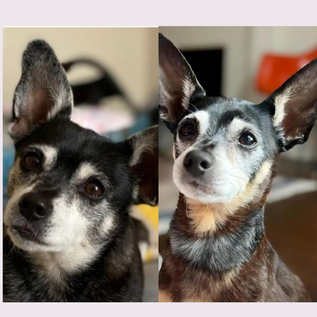 Família perde cão, adota cachorro idoso “idêntico”, descobre que animal é pai de pet falecido