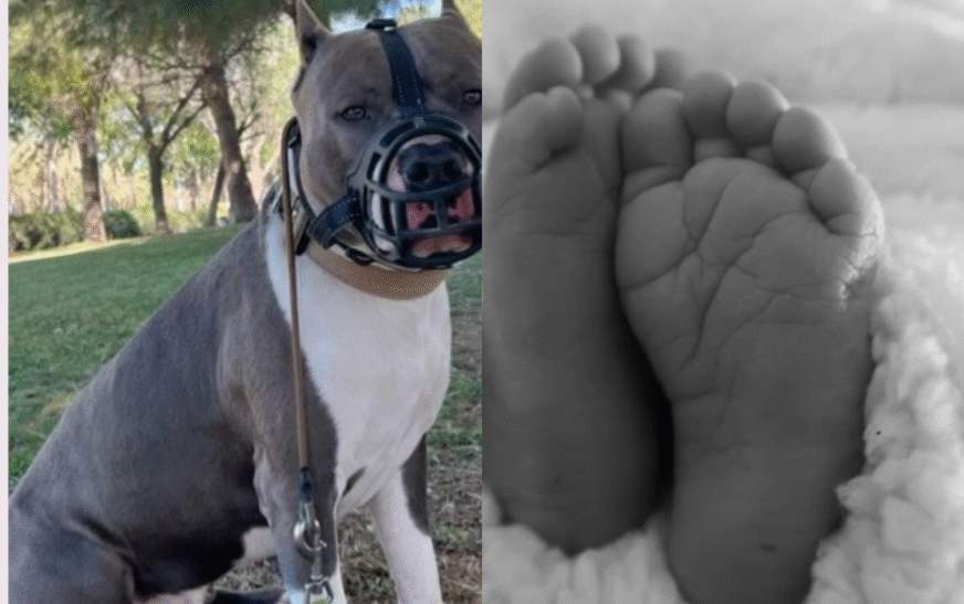 Criança de 2 anos morre de forma trágica após ser violentamente atacada por pit bull dentro de casa
