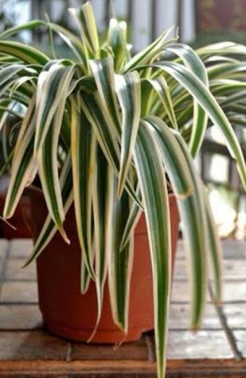 Planta-Aranha se Destaca por Purificar o Ar e Reduzir Presença de Mofo em Ambientes Fechados