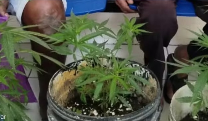 Idosos são flagrados com pés de maconha em baldes e conduzidos à delegacia em Serrinha