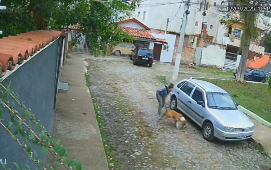 MEU DEUS QUE SITUAÇÃO! Pitbull ataca e mata cachorrinho que estava acompanhado da sua tutora