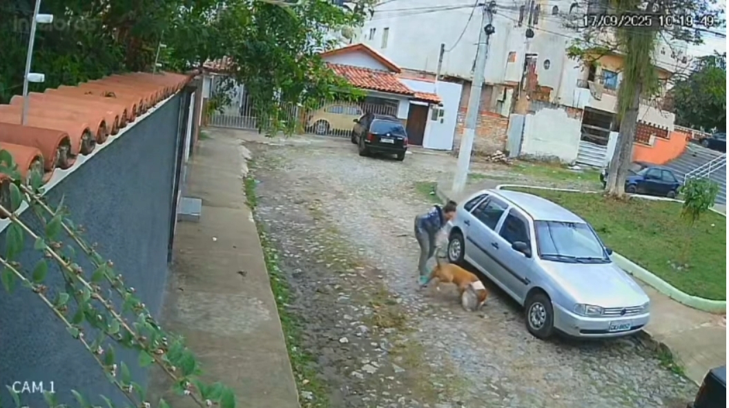 MEU DEUS QUE SITUAÇÃO! Pitbull ataca e mata cachorrinho que estava acompanhado da sua tutora