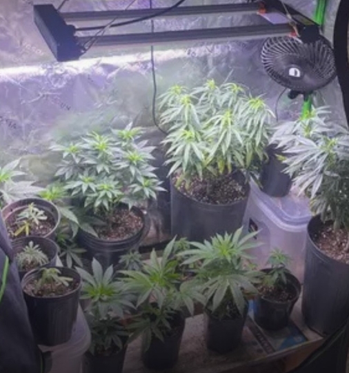 Polícia encontra dezenas de pés de maconha em estufas dentro de apartamento no Rio Vermelho